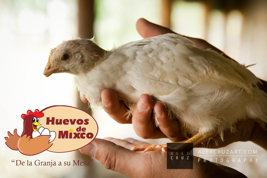 Huevos De Mixco